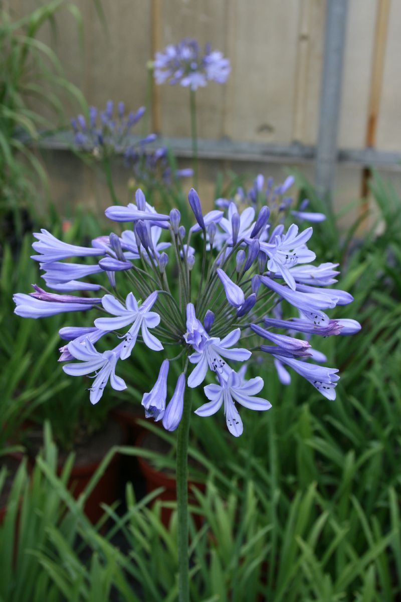 Schmucklilie, Liebesblume Dr. Brouwer, Agapanthus Dr. Brouwer | Hauenstein  AG