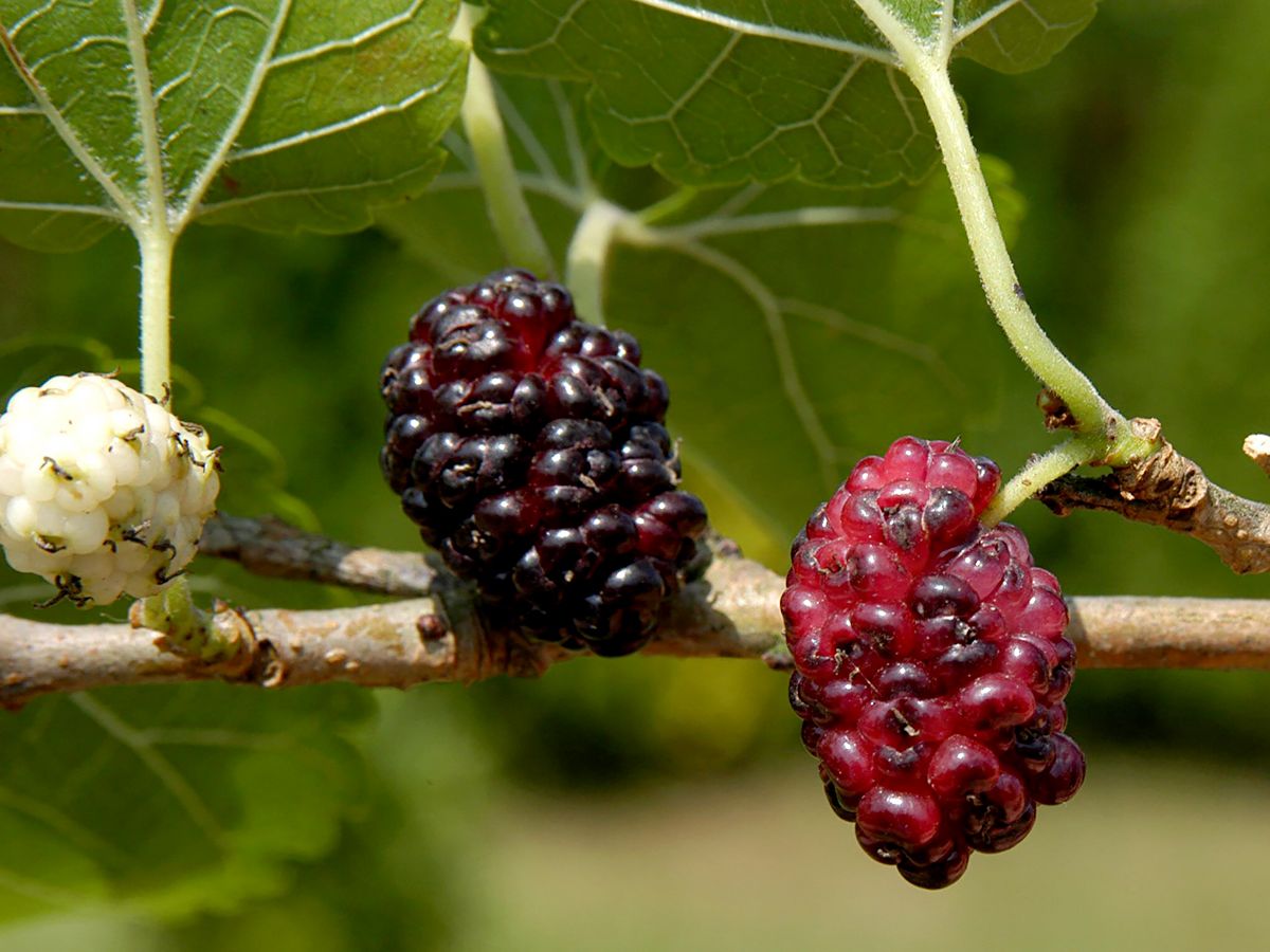 Schwarzer Maulbeerbaum Schwarzer Maulbeerbaum
