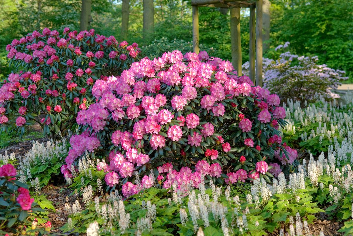 Rhododendron Kalinka Rhododendron Kalinka