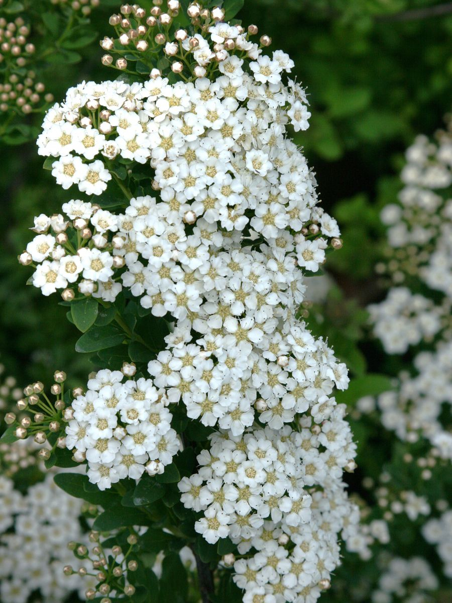 Spierstrauch June Bride Spierstrauch June Bride