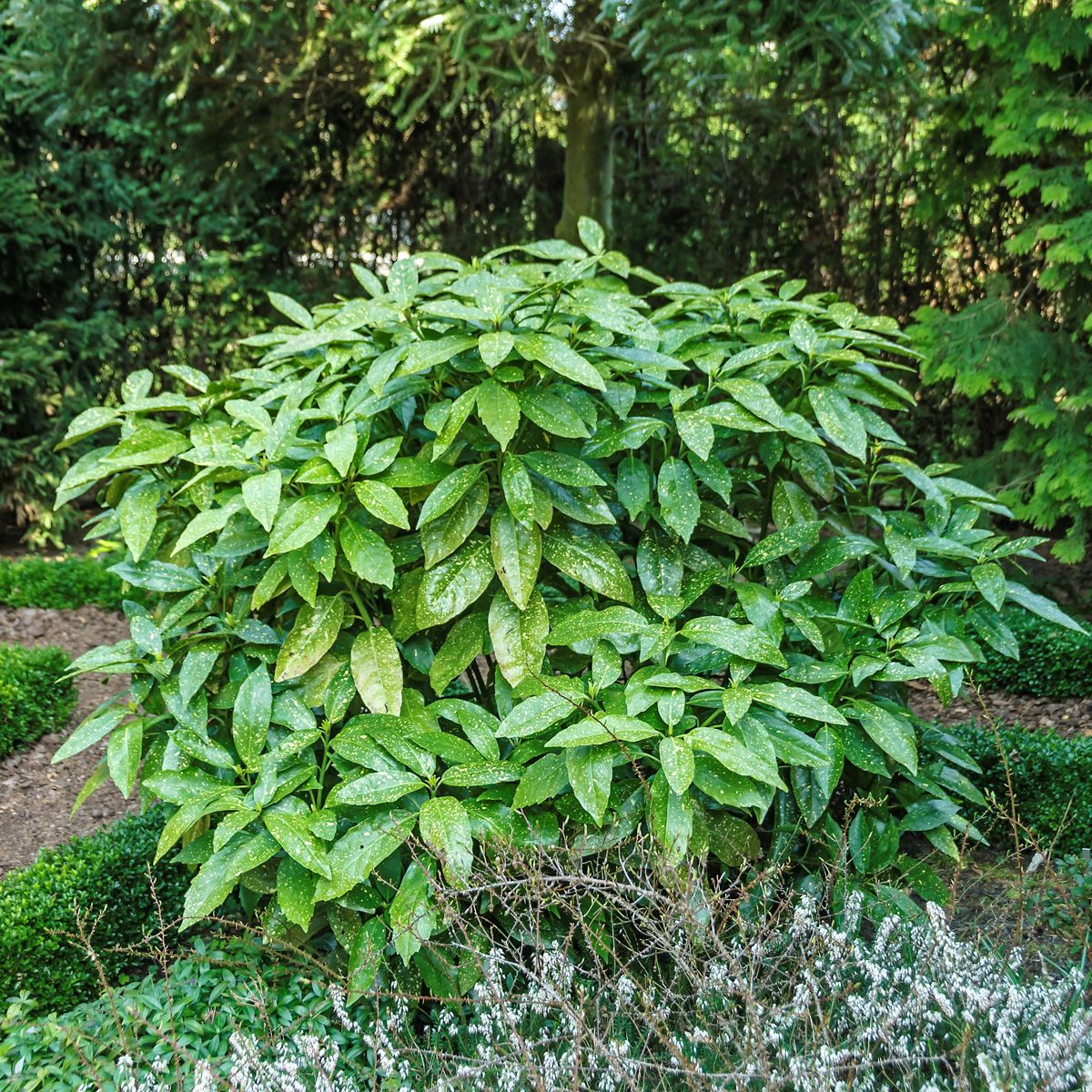 Gelbbunte Aukube Variegata