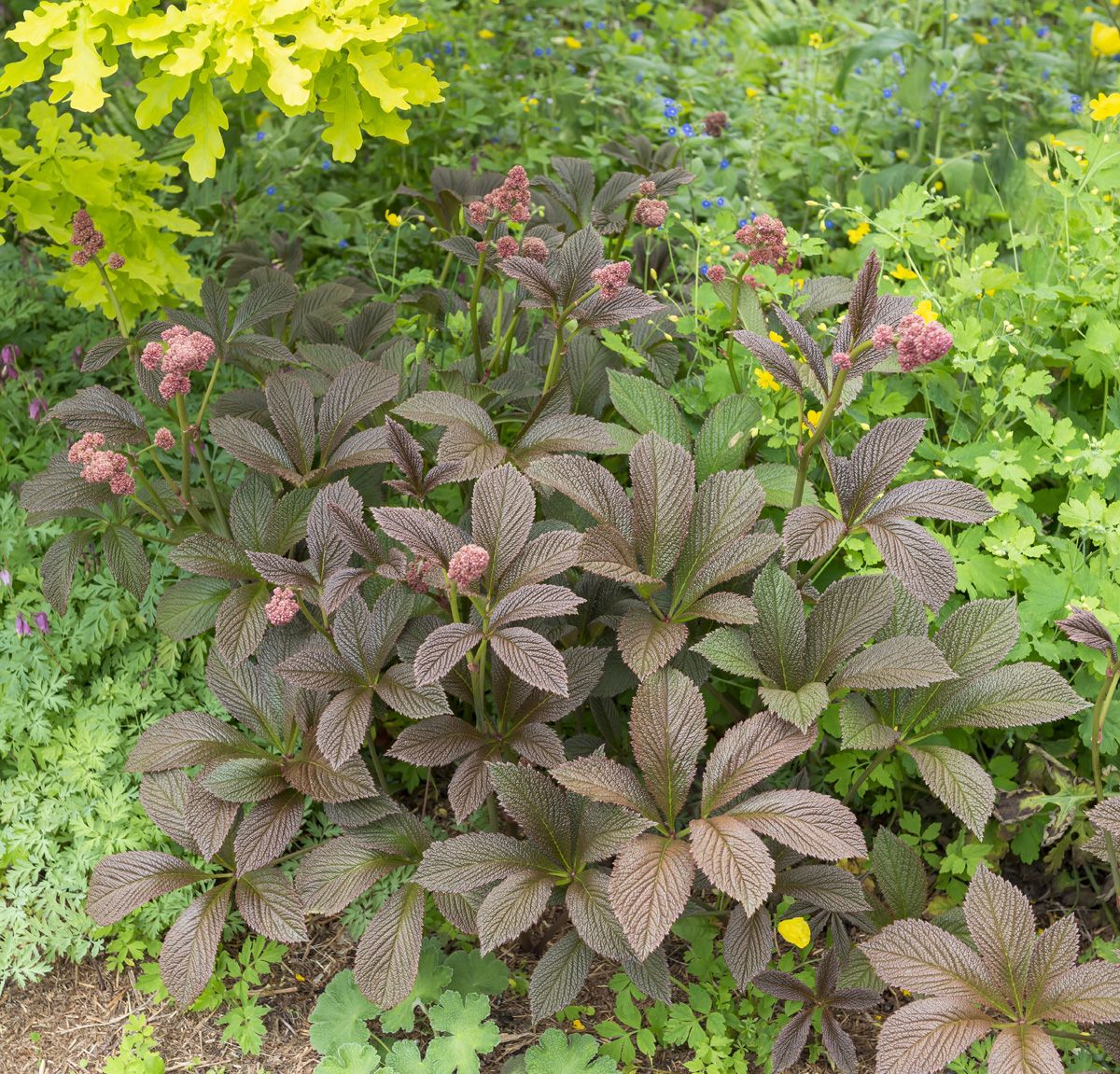 Schaublatt Rotlaub