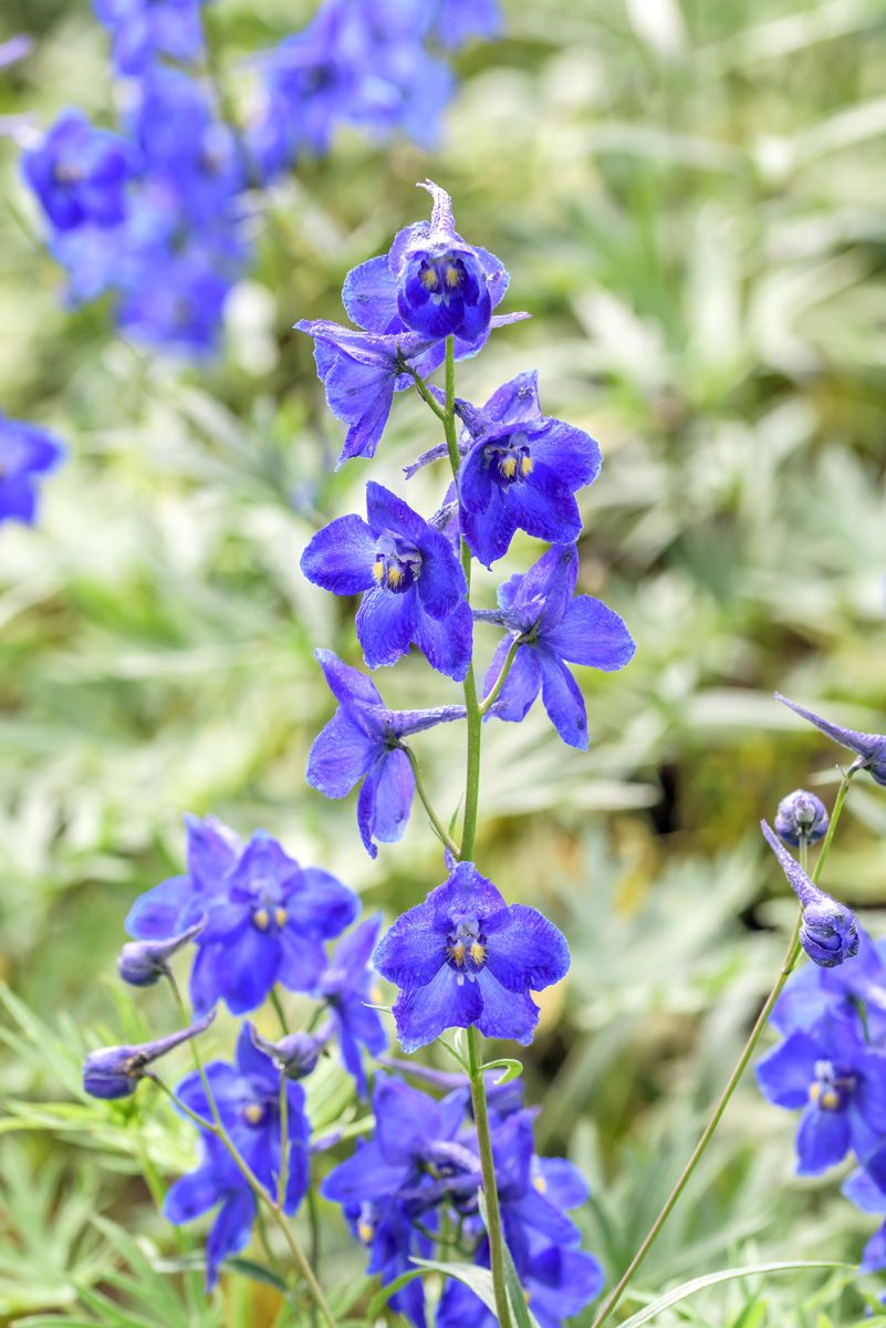 Hoher Edelrittersporn Atlantis Hoher Edelrittersporn Atlantis