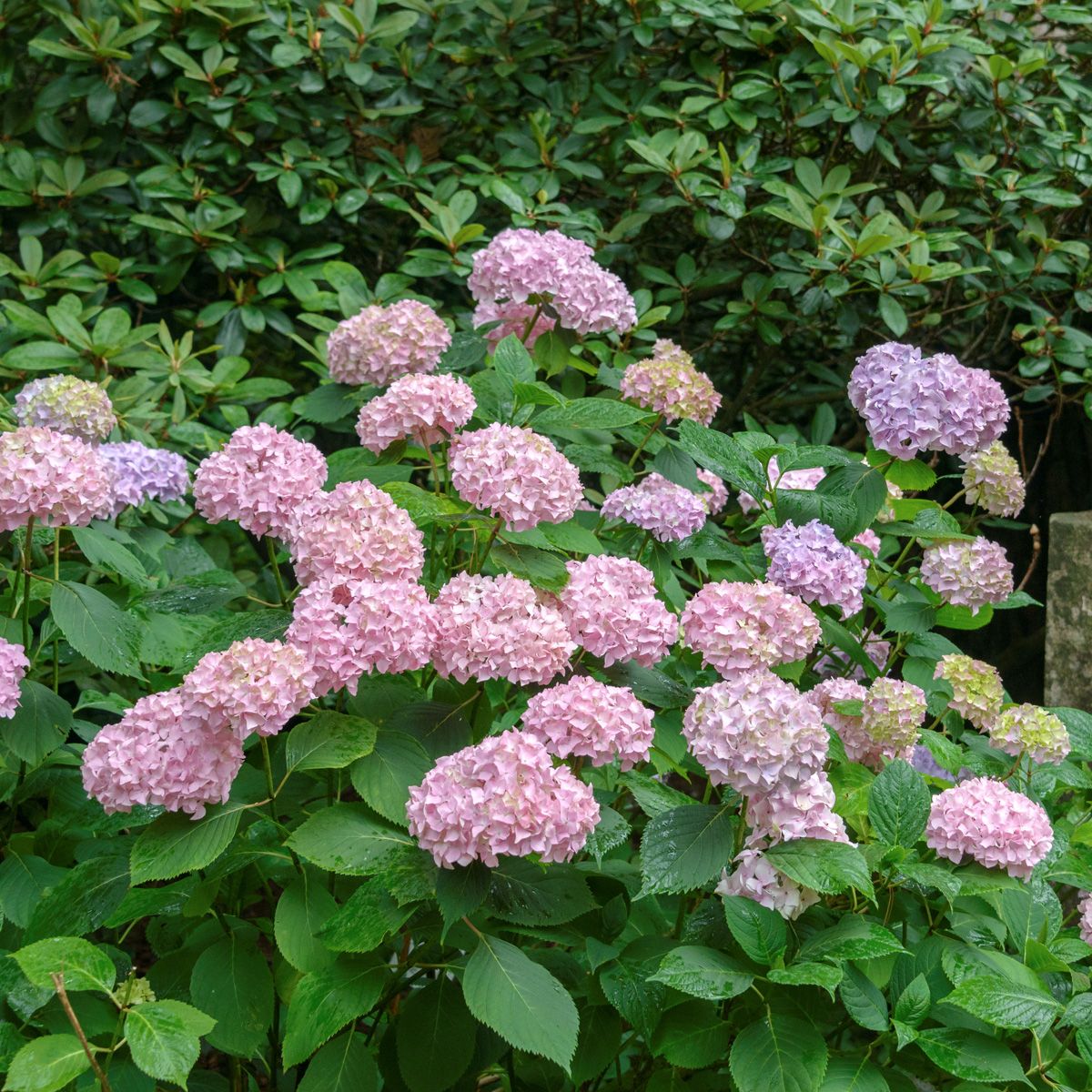 Gartenhortensie Bouquet Rose Gartenhortensie Bouquet Rose