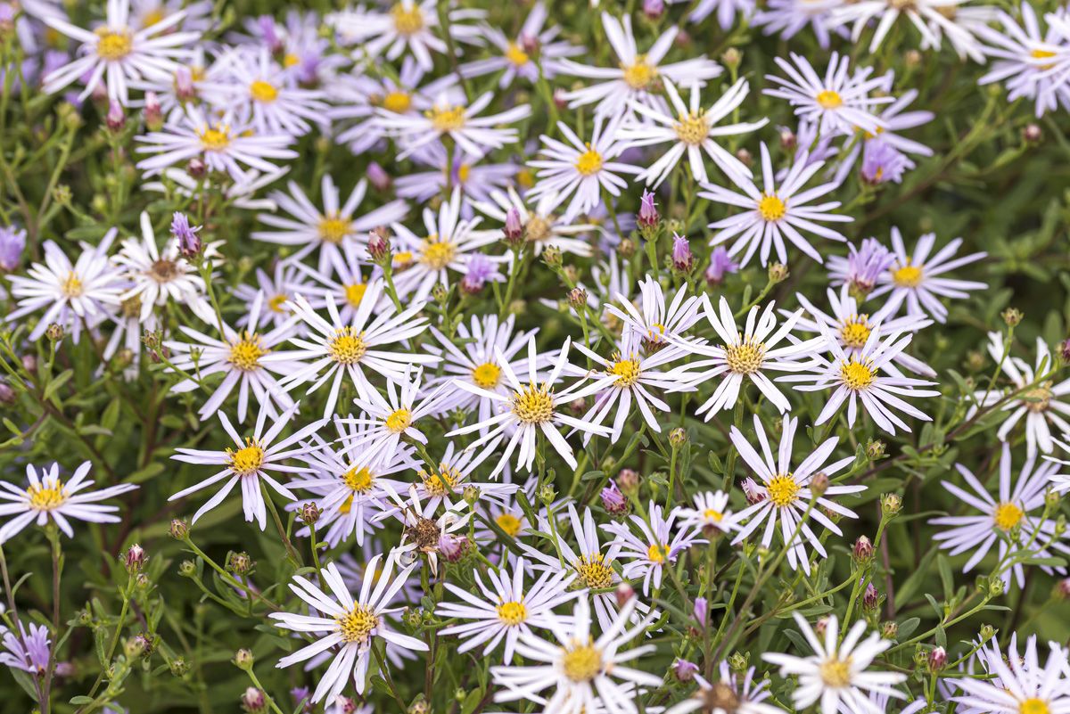 Pyrenäenaster Lutetia Pyrenäenaster Lutetia