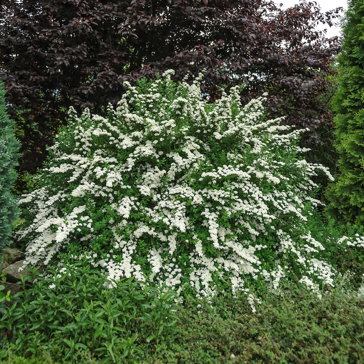 Spierstrauch Snowmound