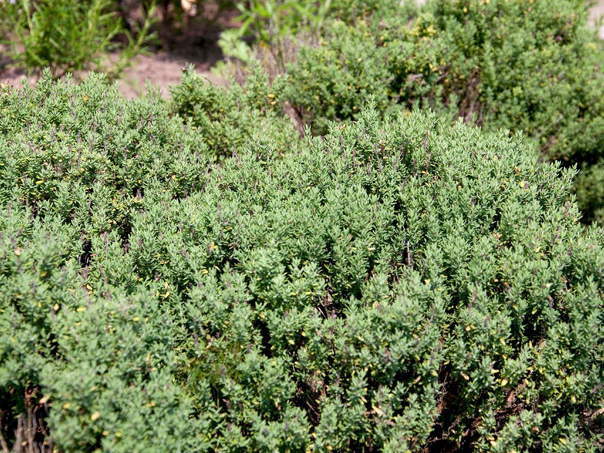 Küchenthymian Compactus