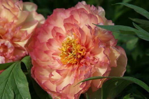 Baumpfingstrose Souvenir de Maxime Cornu Baumpfingstrose Souvenir de Maxime Cornu