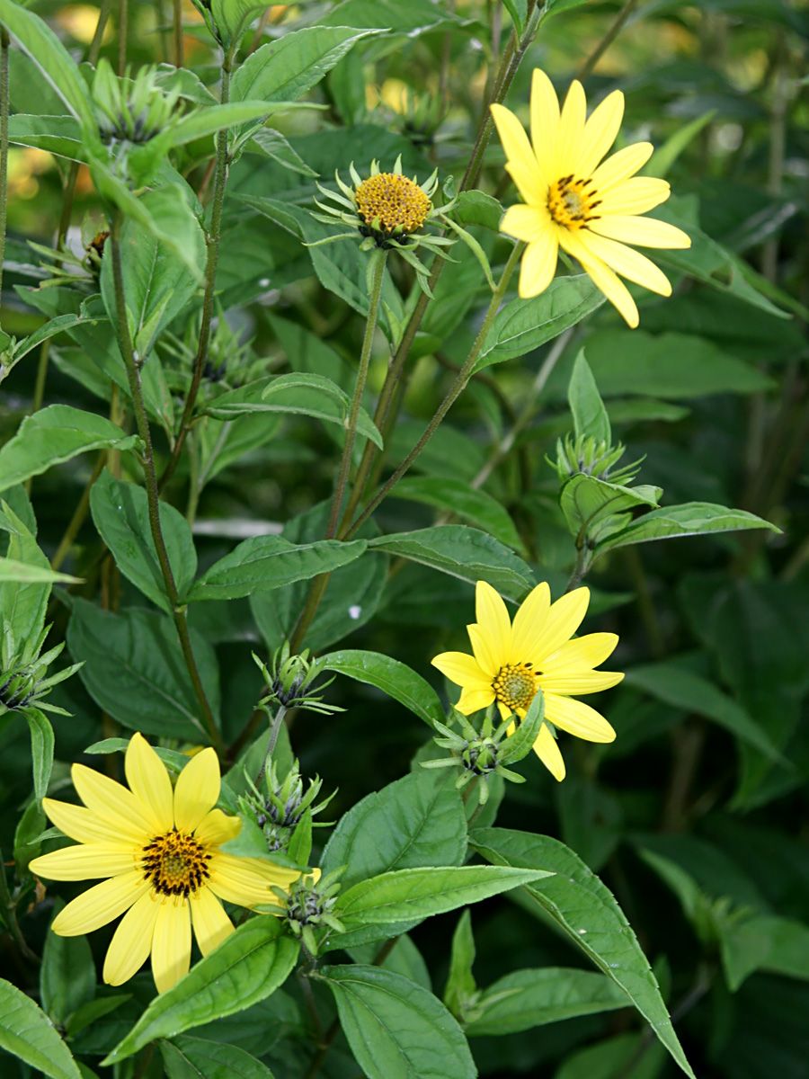 Sonnenblume Lemon Queen Sonnenblume Lemon Queen