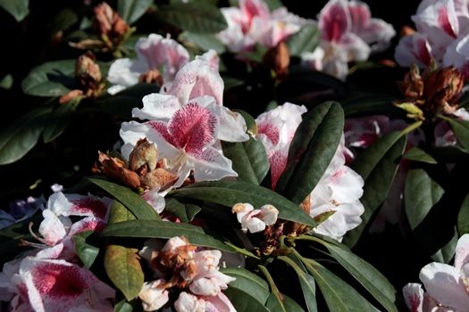 Rhododendron Belami® Rhododendron Belami®