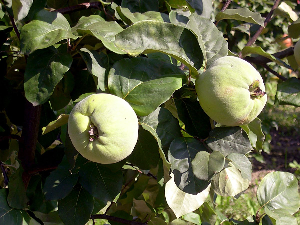 Champion Quitte (anspruchslos) Champion Quitte (anspruchslos)