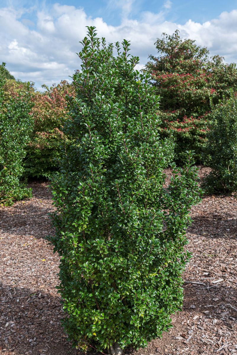 Stechpalme Heckenstar Stechpalme Heckenstar