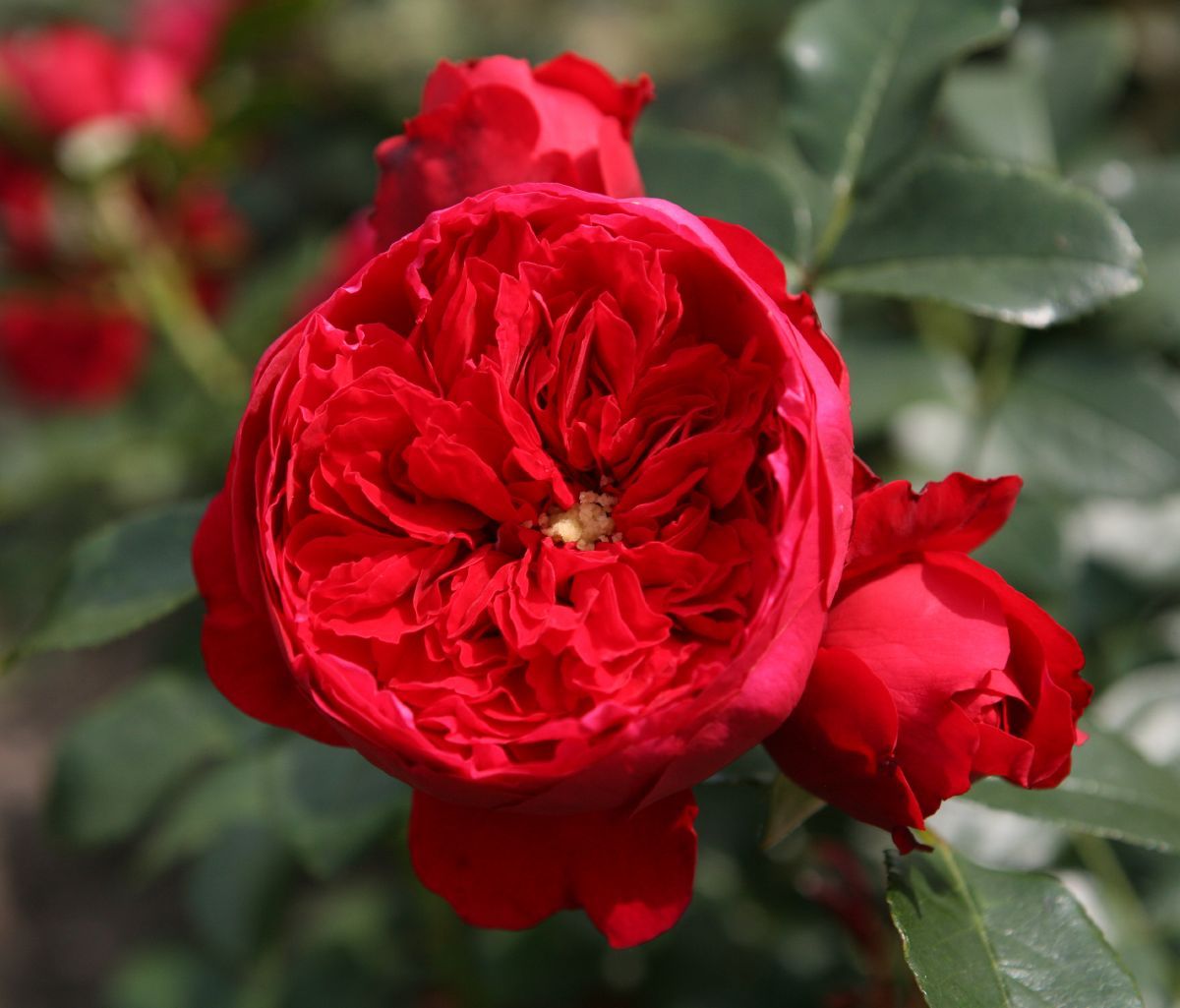 Florentina Kletterrose Florentina Kletterrose