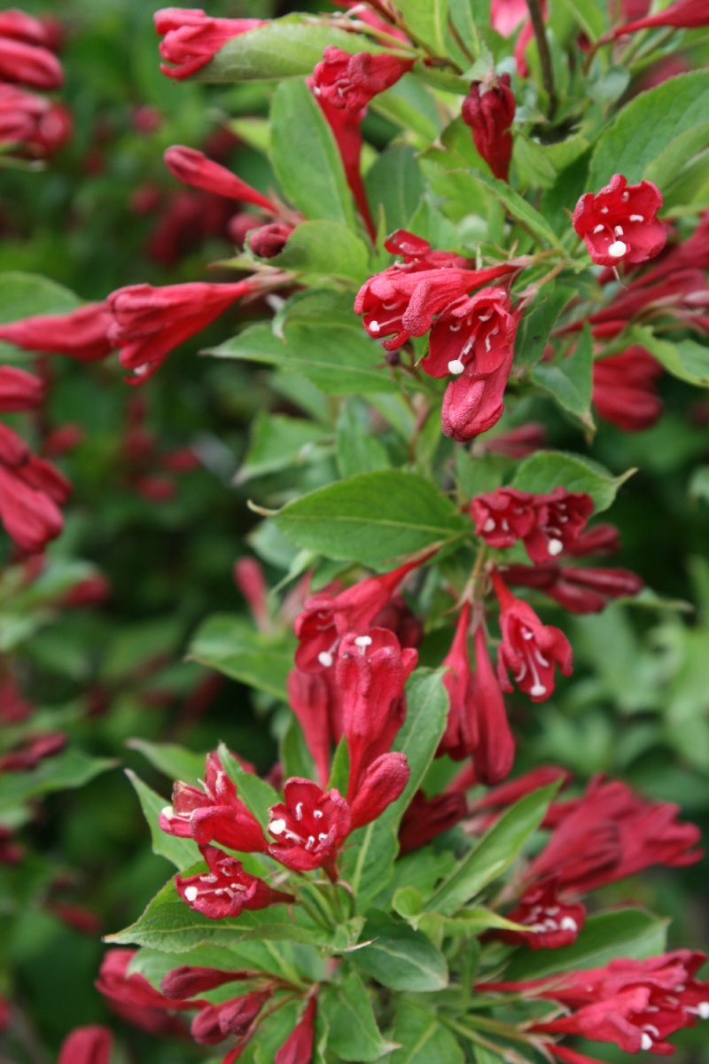 Weigelie Red Prince