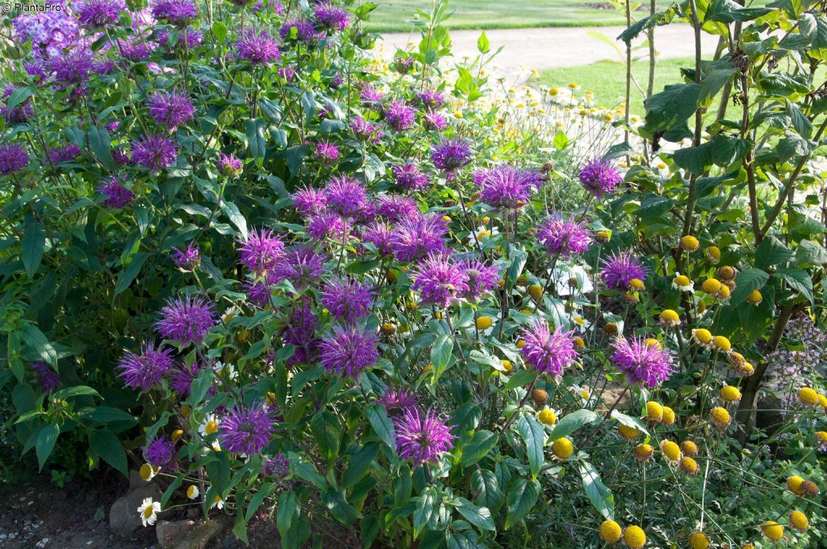 Goldmelisse, Indianernessel Blaustrumpf