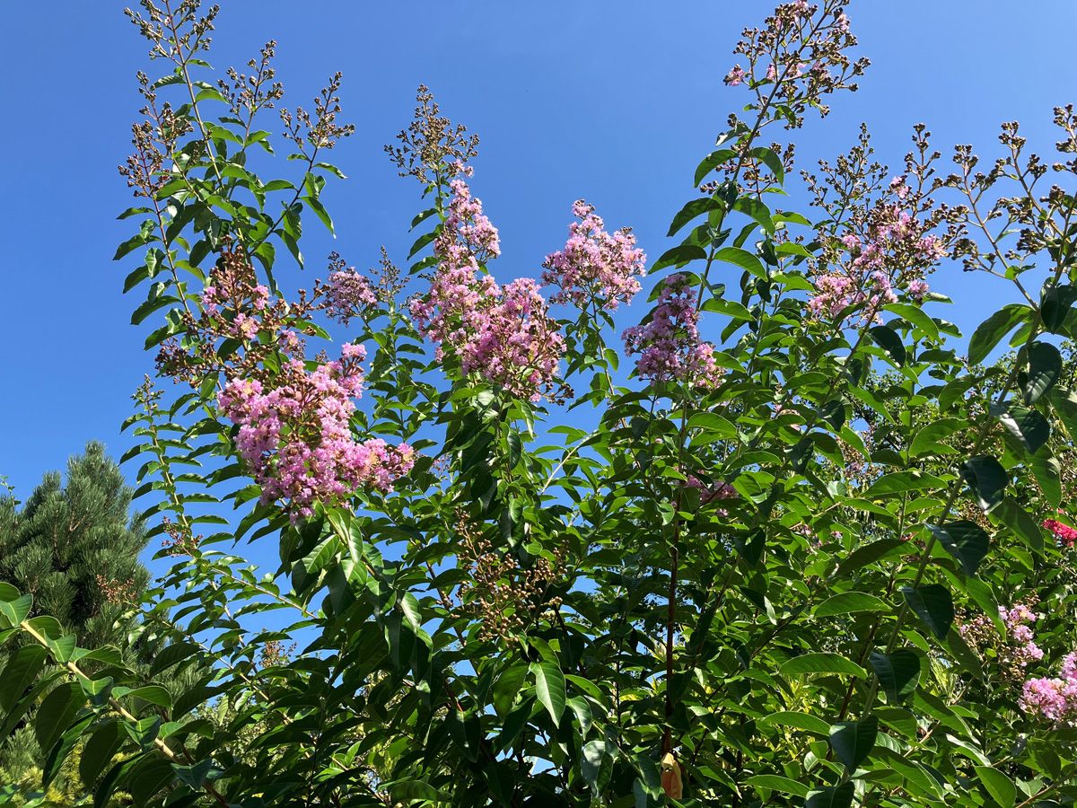 Kräuselmyrte Delta Blush