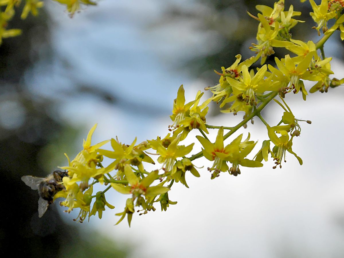 Blasenbaum, Bienenesche, Chinabaum, Blasenesche Blasenbaum, Bienenesche, Chinabaum, Blasenesche
