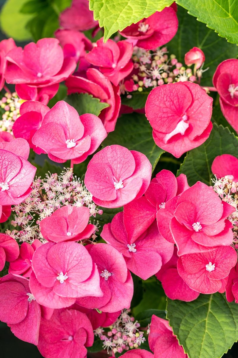 Gartenhortensie Cherry Explosion®