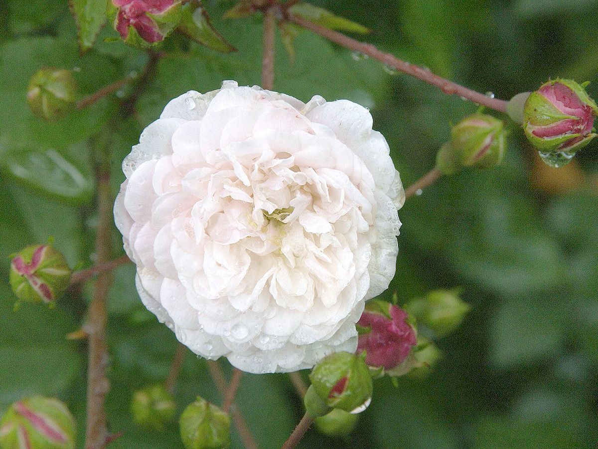 Little White Pet Zwergrose