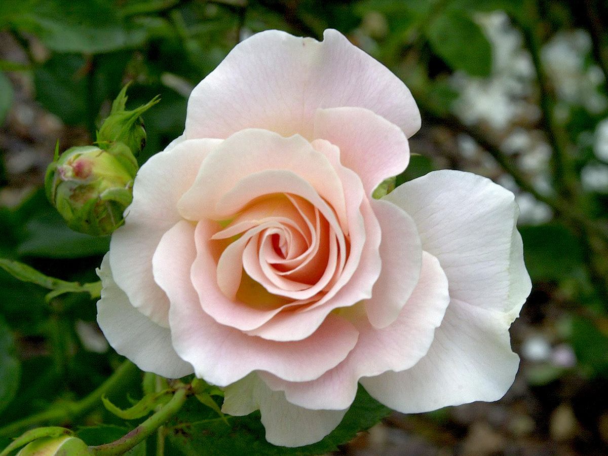Rokoko® Strauchrose (öfter blühend)