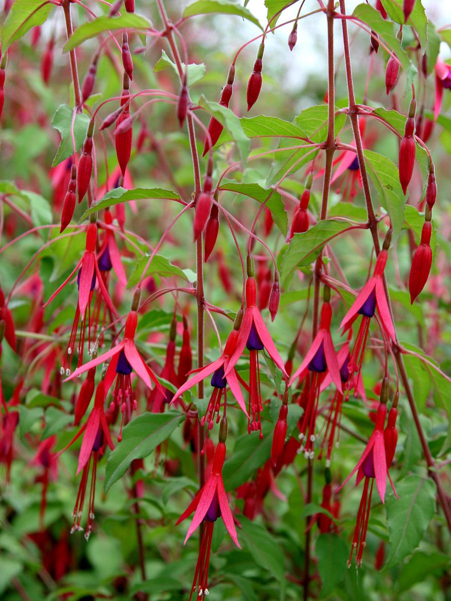 Freiland-Fuchsie Gracilis Freiland-Fuchsie Gracilis