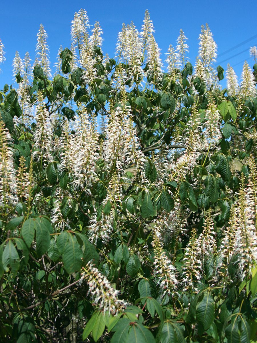Strauchkastanie Strauchkastanie
