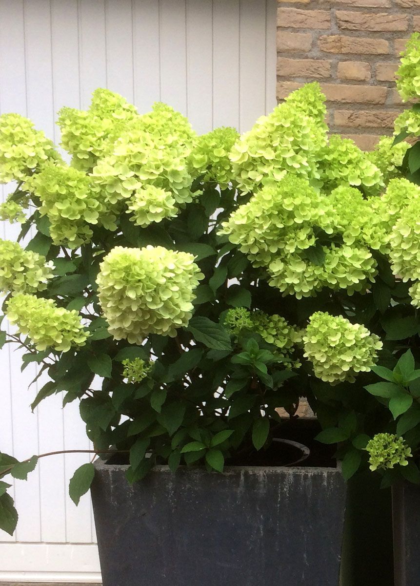 Rispenhortensie Mojito®