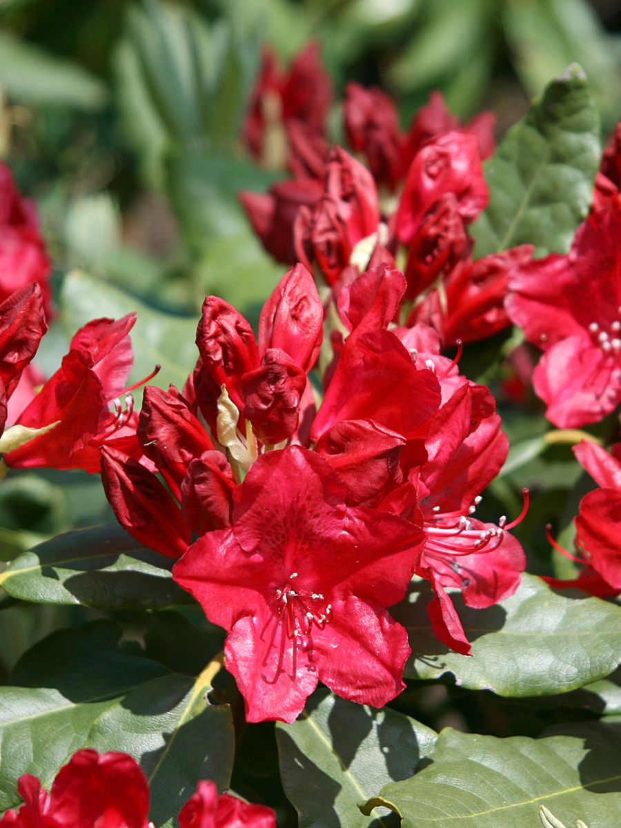 Rhododendron Feuerschein®