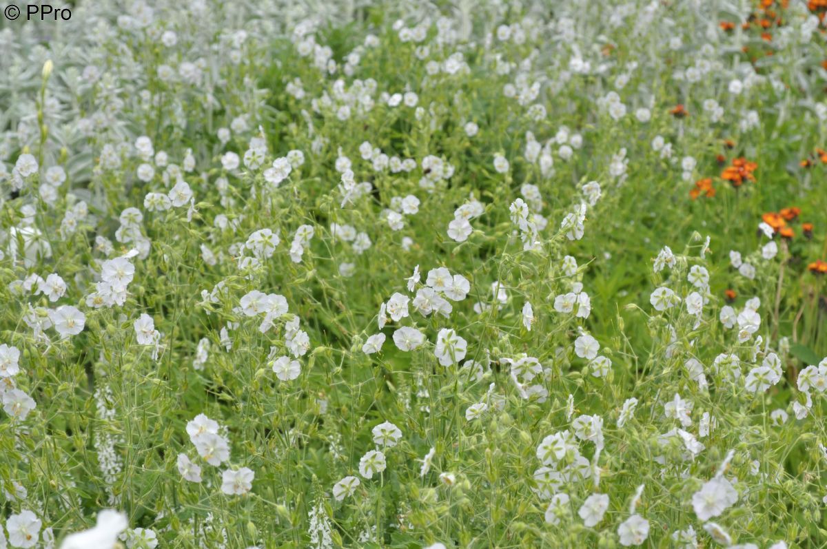 Storchschnabel Album Storchschnabel Album