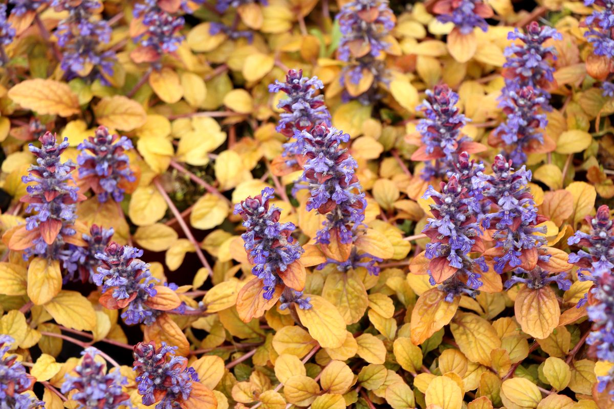kriechende wildpflanzen Kriechender Gnsel (Ajuga reptans)  FuturePlanter