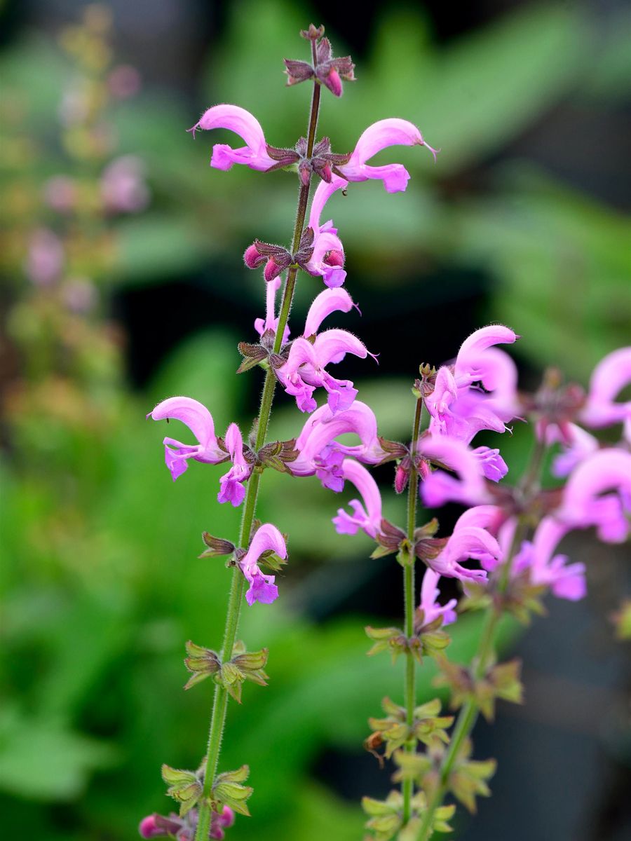 Wiesensalbei Rose Rhapsody Wiesensalbei Rose Rhapsody