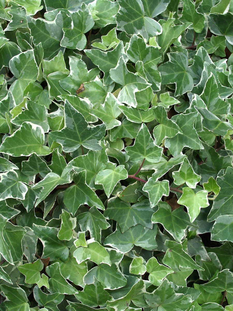 Schlinger immergrün (bunt)