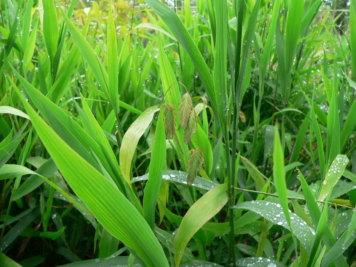Plattährengras Plattährengras