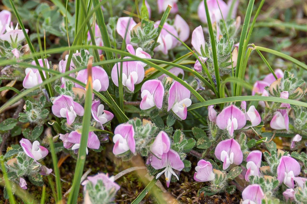 Kriechende Hauhechel Kriechende Hauhechel