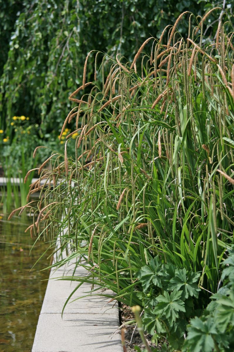 Riesensegge, Hängesegge Riesensegge, Hängesegge