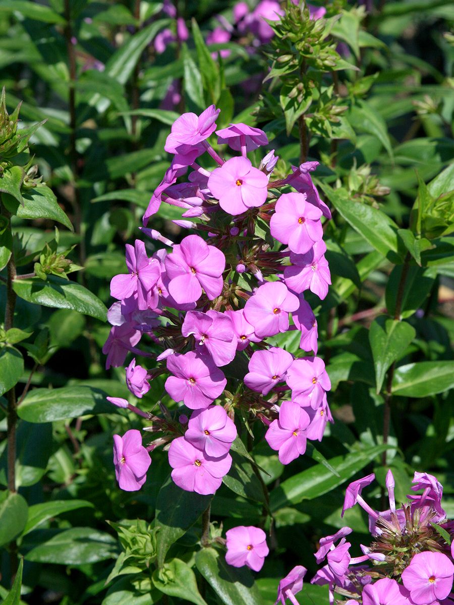 Flammenblume Alpha Flammenblume Alpha