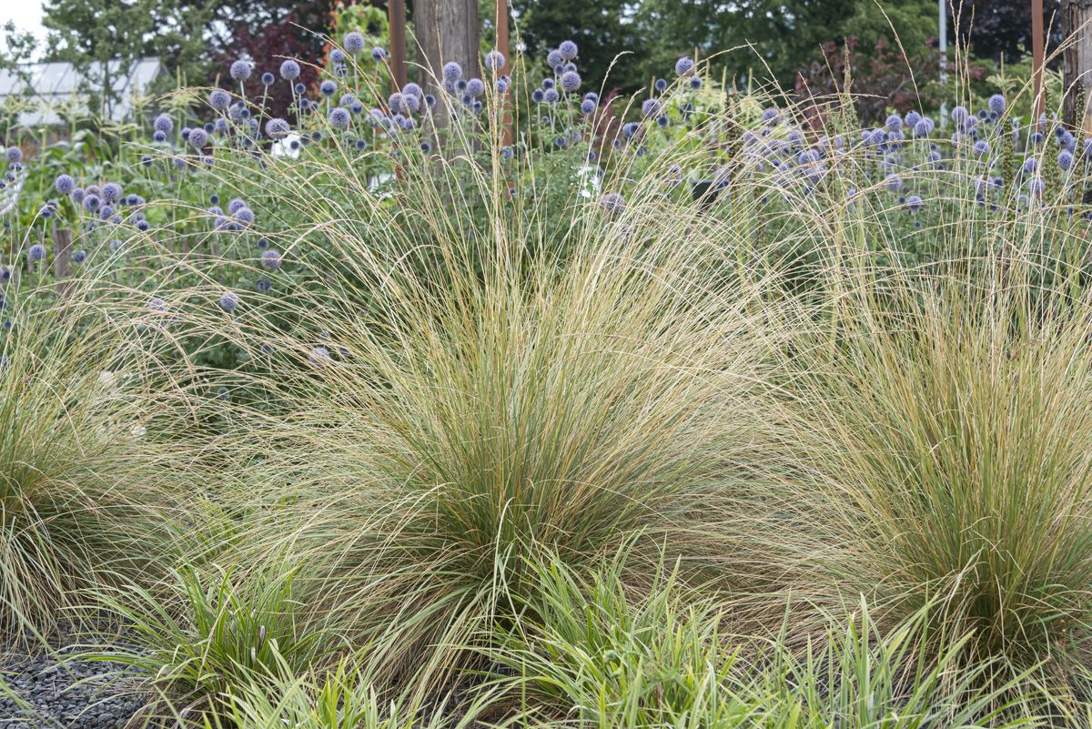 Atlasschwingel Atlasschwingel