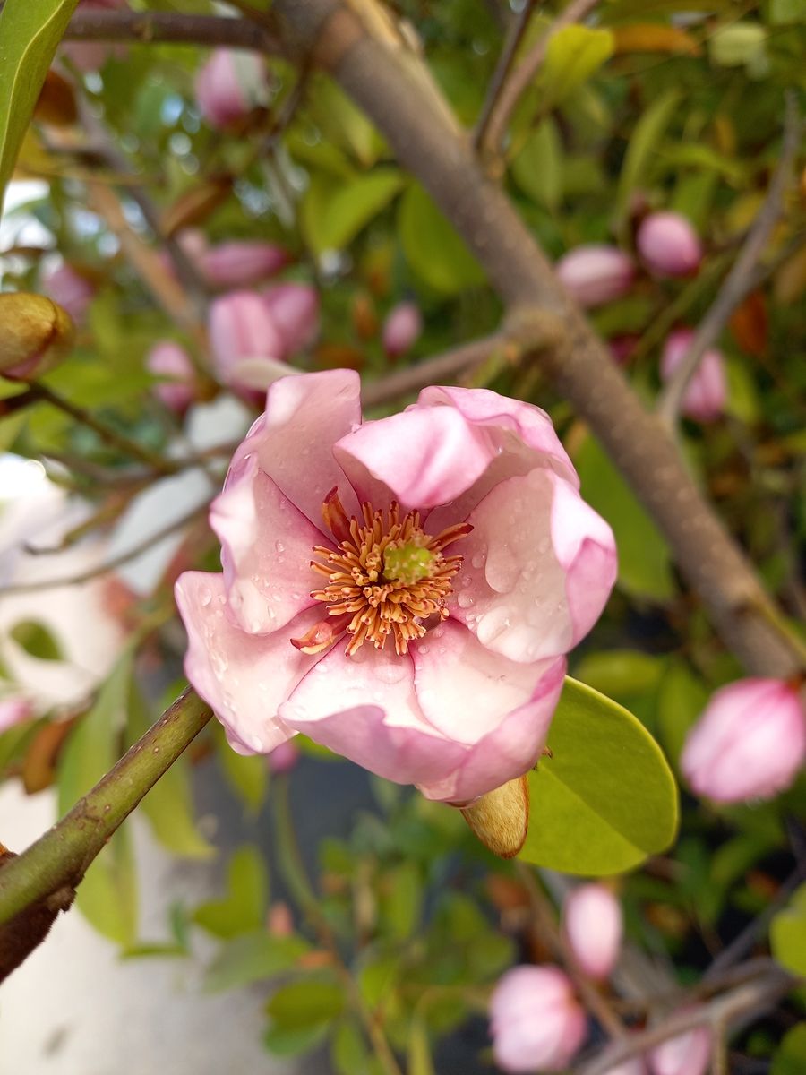 Feenmagnolie Fairy Magnolia Blush