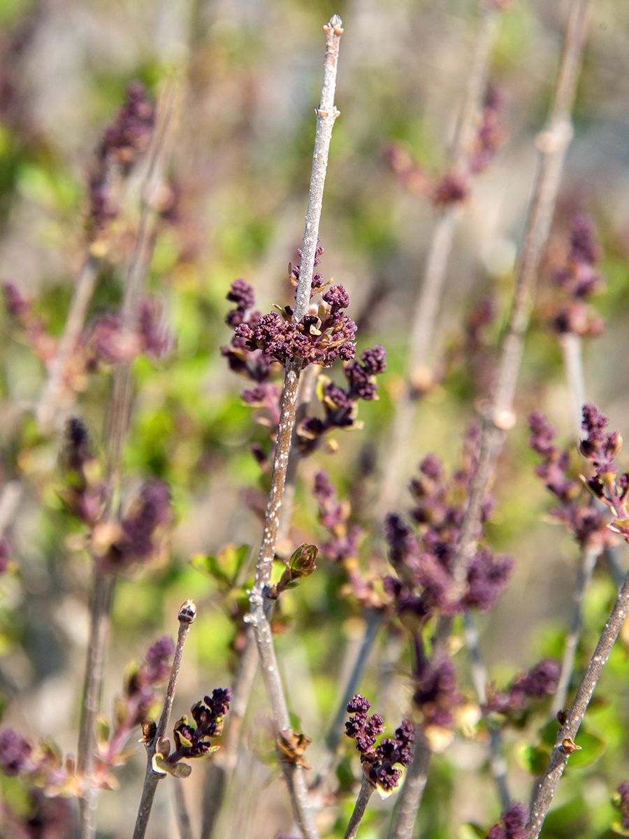 Zwergflieder Palibin Zwergflieder Palibin