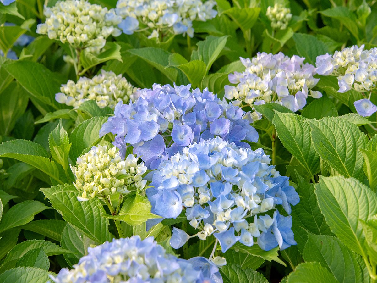 Gartenhortensie Belle Seduction®