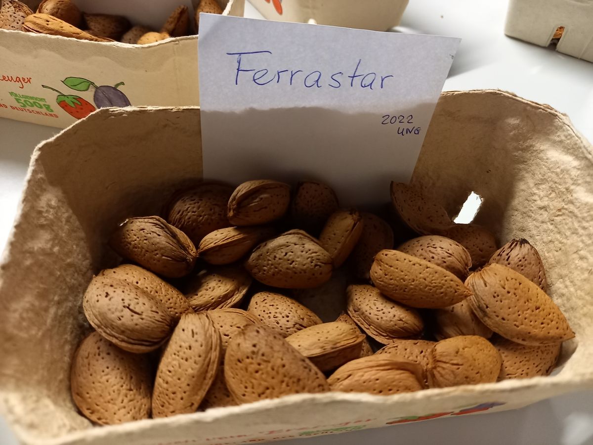 Süss- Krachmandel Ferrastar