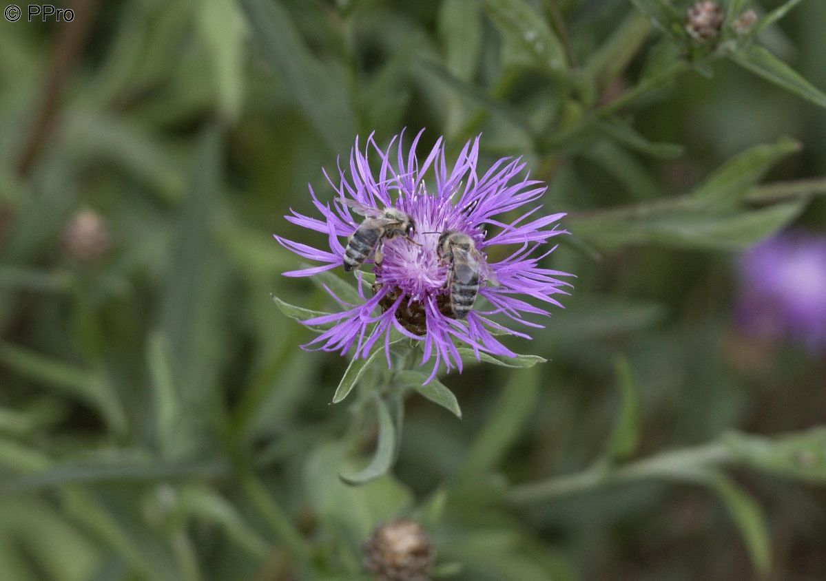 Wiesenflockenblume