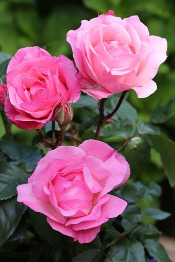 The Queen Elizabeth Rose Beetrose (Floribundarose)