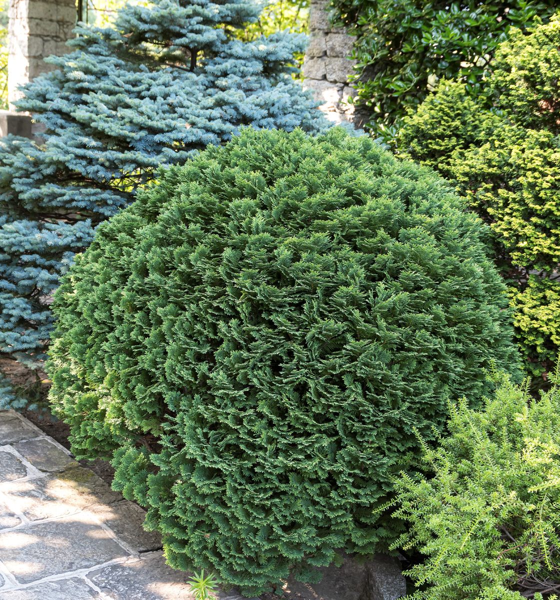 Kugelscheinzypresse Minima Glauca Kugelscheinzypresse Minima Glauca
