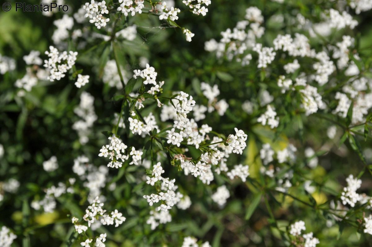 Färberwaldmeister Färberwaldmeister