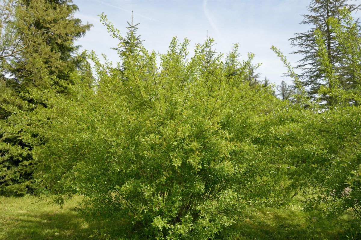 Schwarzweide Schwarzweide