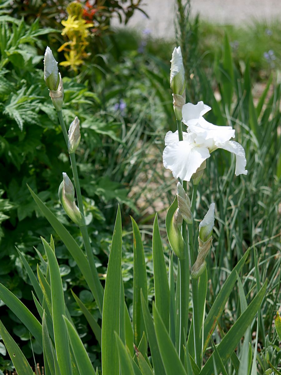 Hohe Bartiris, Schwertlilie