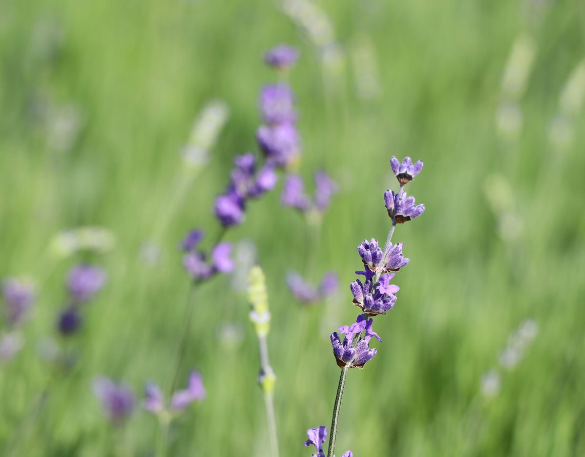 Lavendel Munstead Lavendel Munstead
