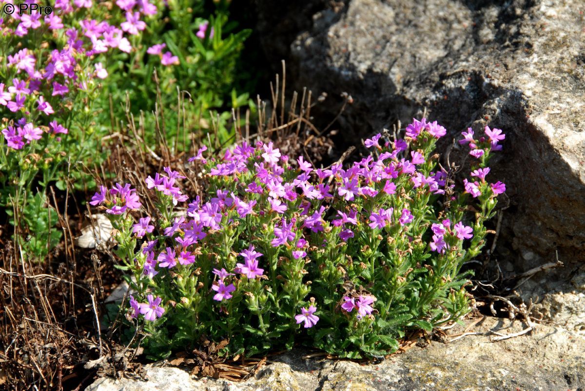 Leberalpenbalsam Dr. Hähnle