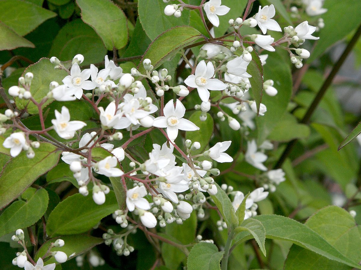 Deutzie var. corymbiflora Deutzie var. corymbiflora